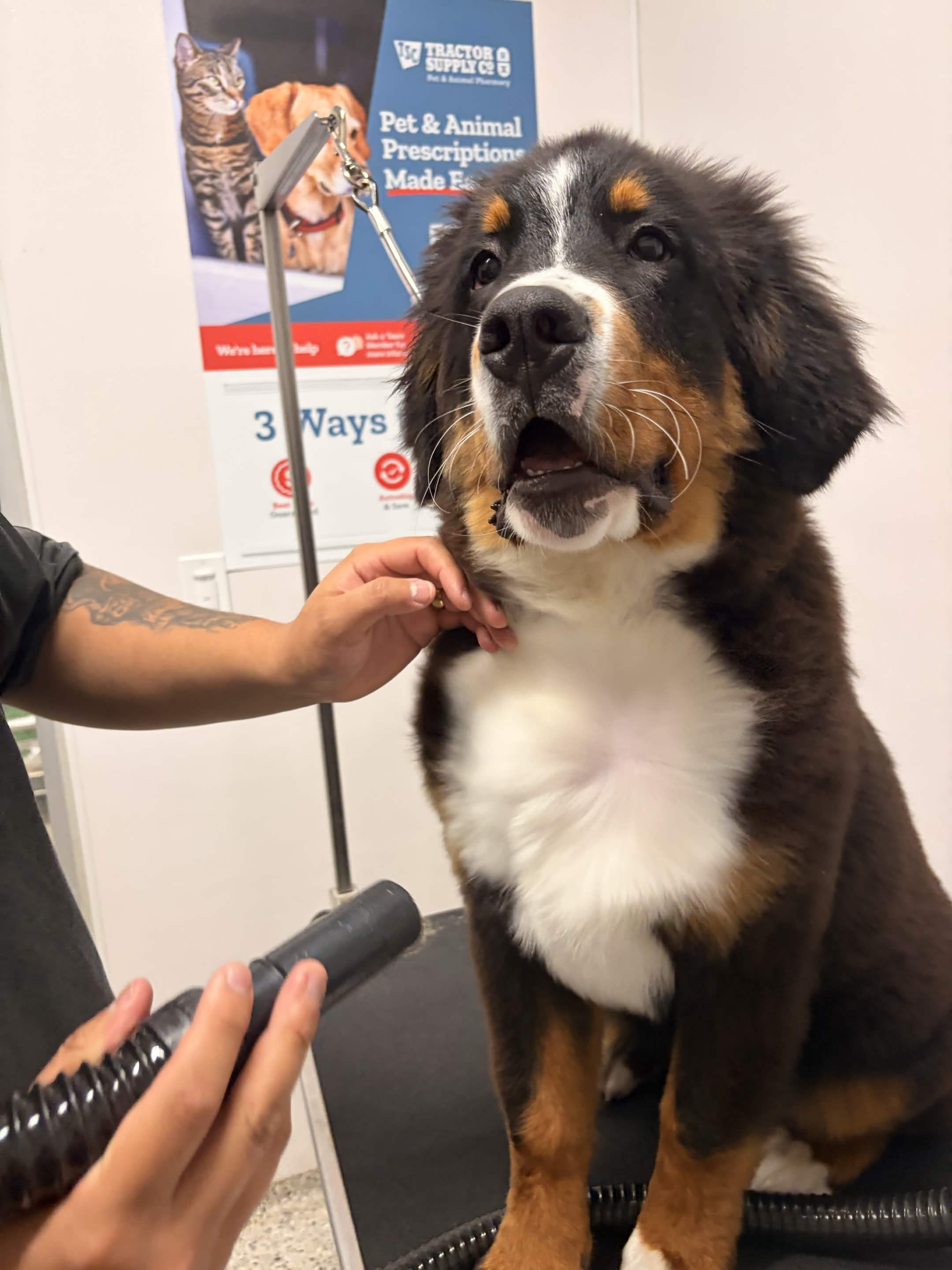 Bruno getting a blow-dry on the grooming table