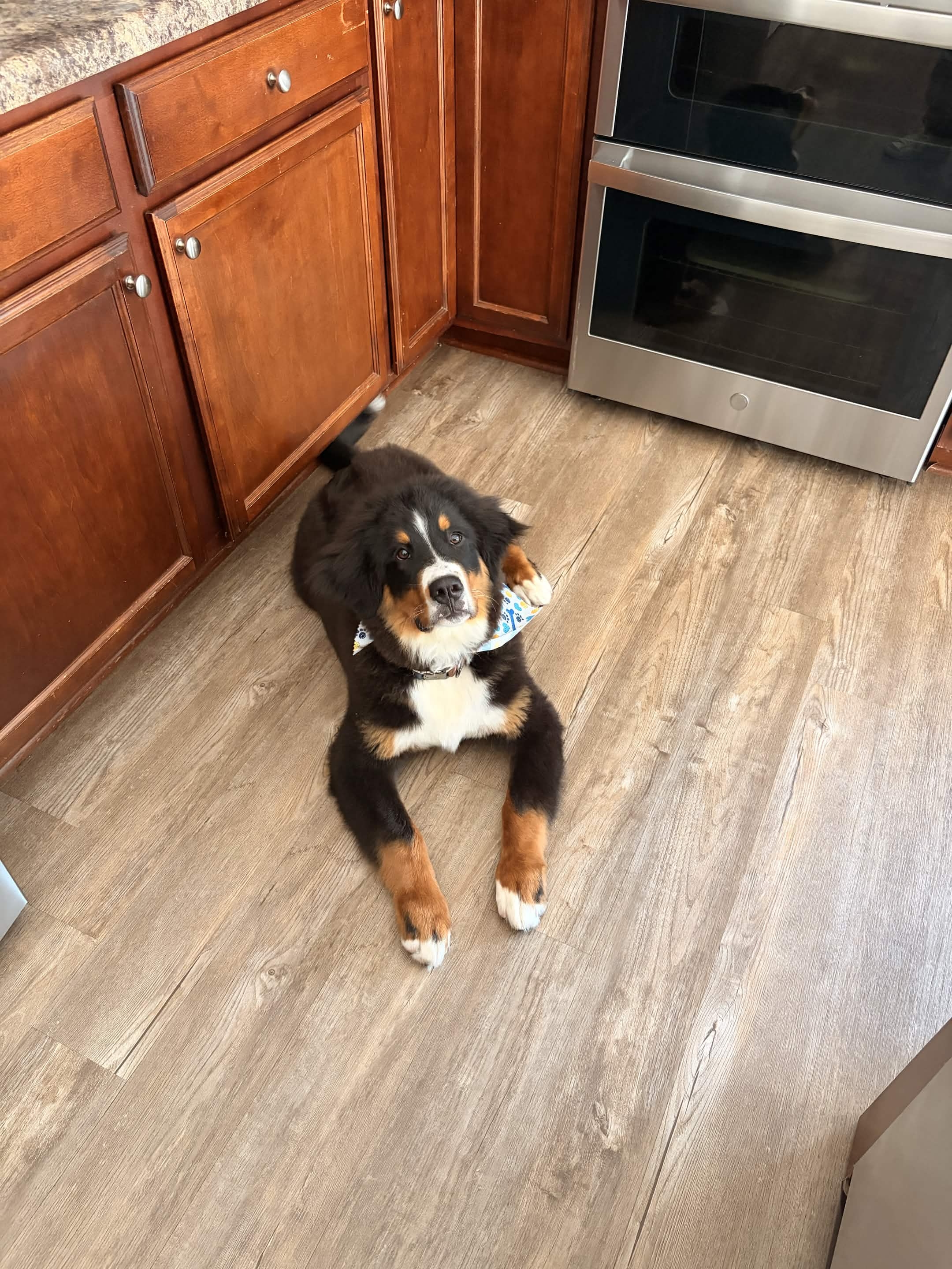 Bruno, Ryan and Lora's Bernese Mountain Dog, relaxing at home