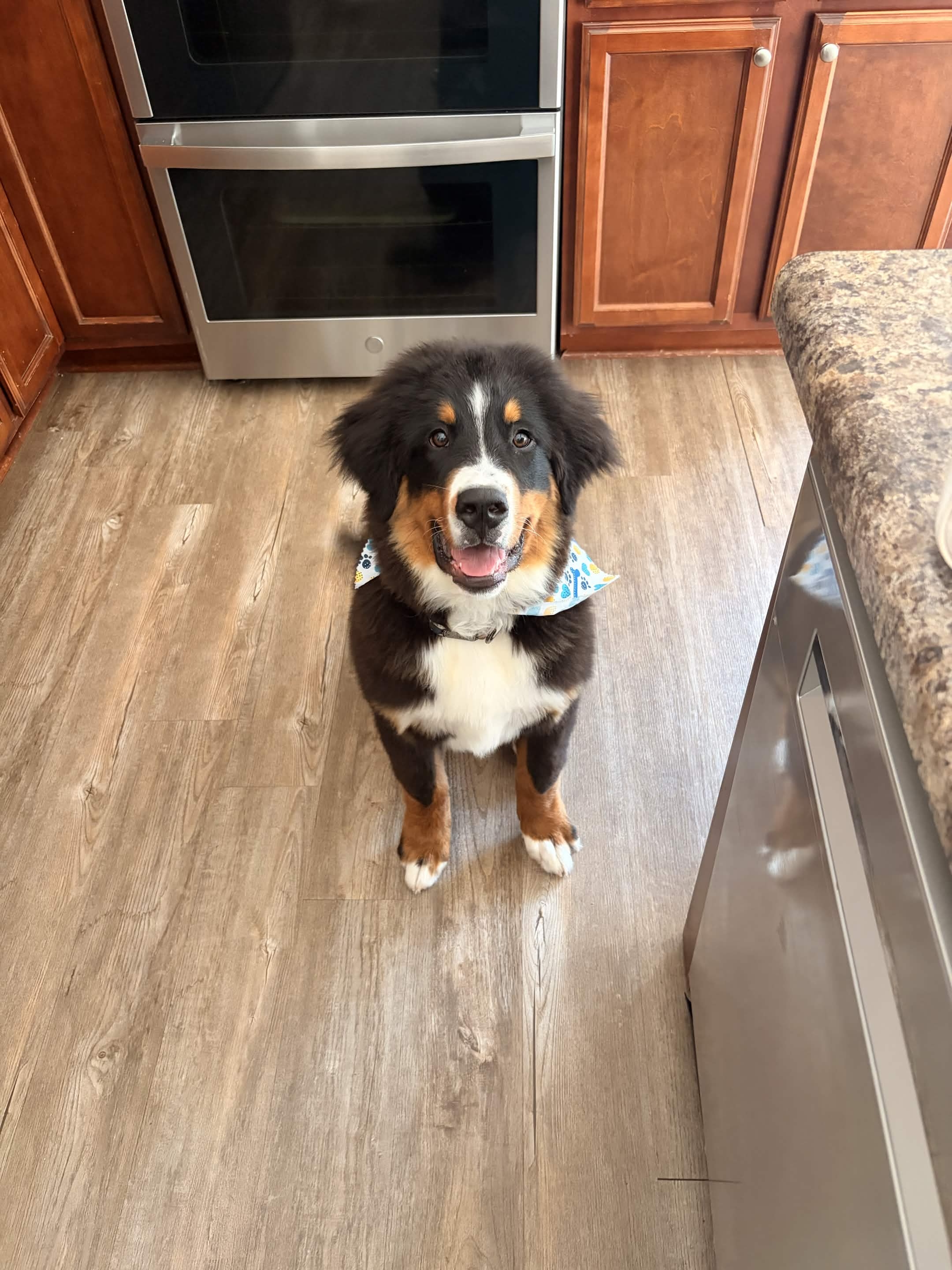 Bruno, a happy Bernese Mountain Dog, freshly groomed and smiling