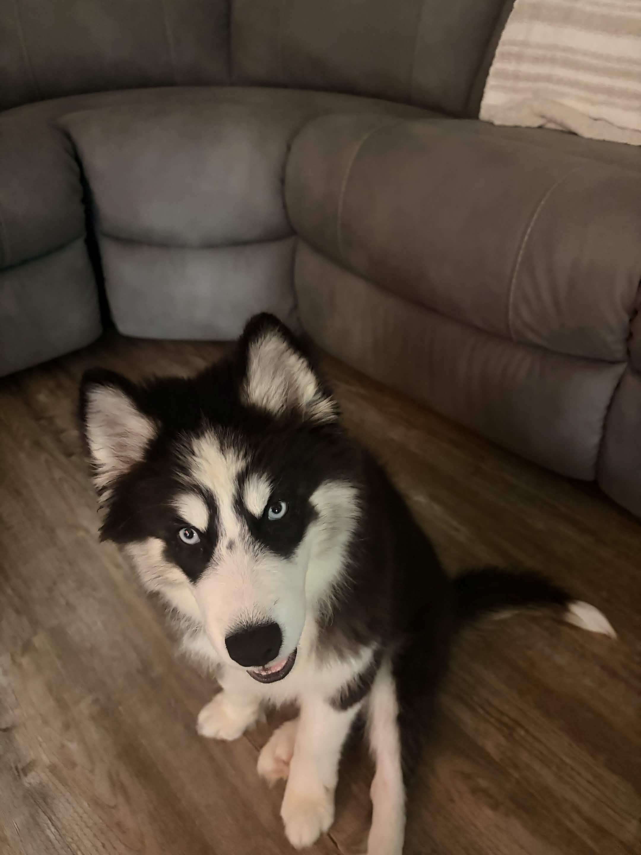 Kira the Husky puppy lying down with a sweet head tilt