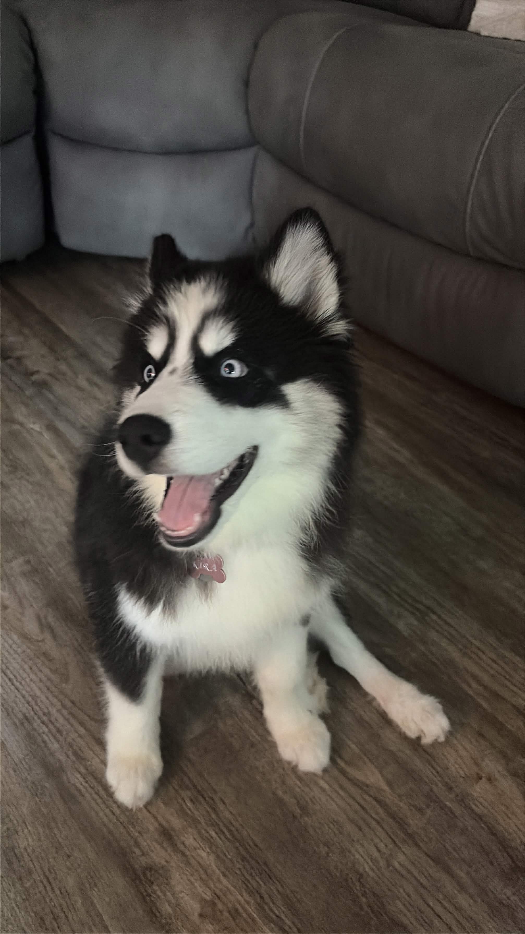 Kira the Husky puppy sitting up with her tongue out