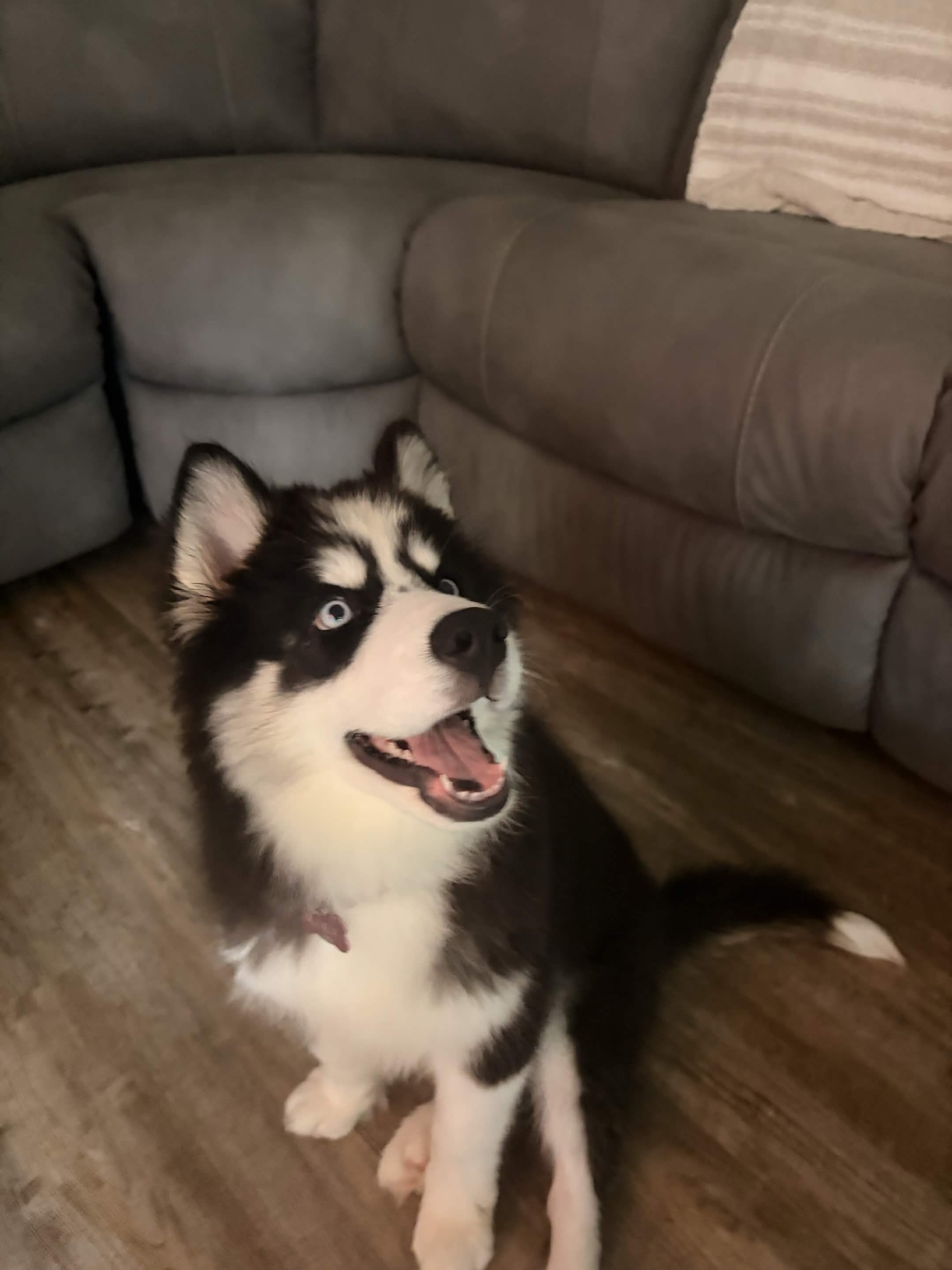 Kira the Siberian Husky puppy smiling with bright blue eyes