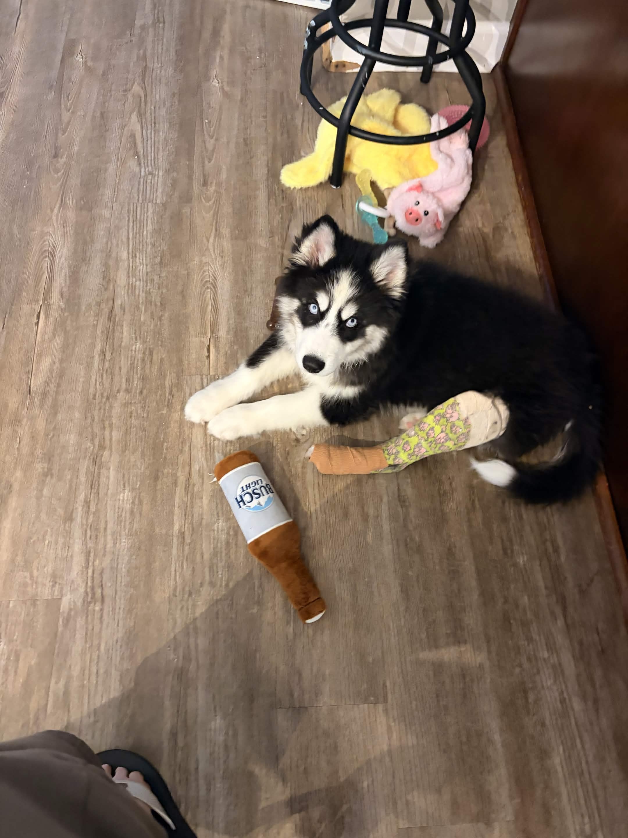 Kira, Ryan and Lora's Siberian Husky puppy, with her toys at home